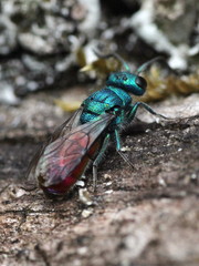 Chrysura