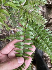 Adiantum latifolium