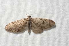 Eupithecia annulata