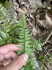 Adiantum latifolium