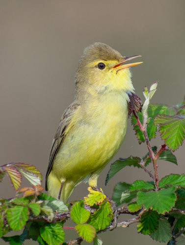 Foto de Melodious Warbler