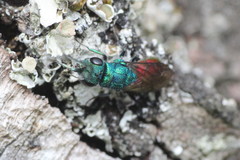 Chrysura