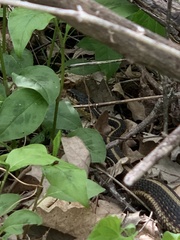 Thamnophis sirtalis