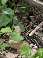 Thamnophis sirtalis