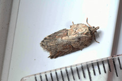 Acleris pulverosana
