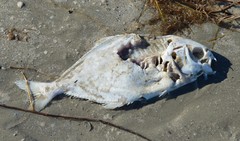 Trachinotus carolinus