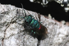 Chrysura