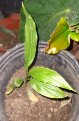 Curcuma longa
