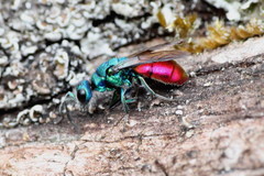 Chrysura