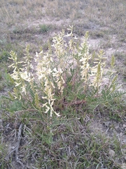 Astragalus racemosus