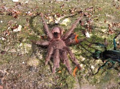Tmesiphantes obesus