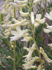 Astragalus racemosus