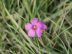 Oxalis hispidula