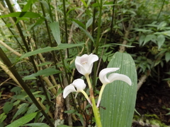 Govenia liliacea