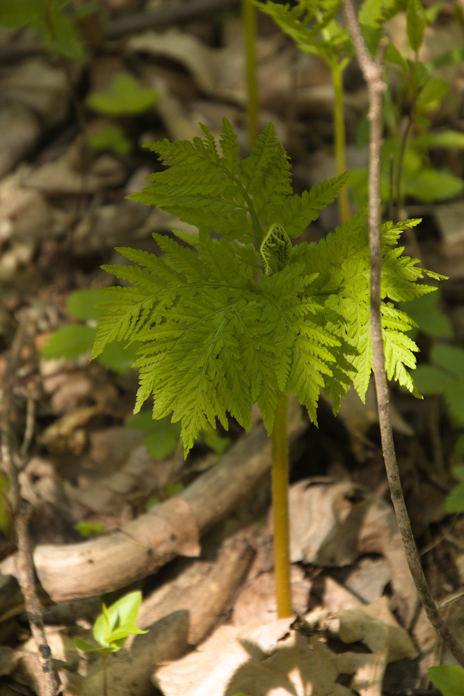 Rattlesnake fern (Botrypus virginianus)