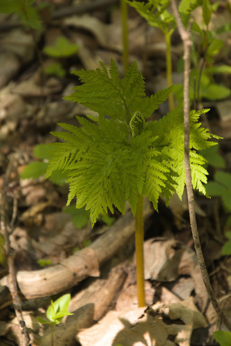 Rattlesnake fern (Botrypus virginianus)