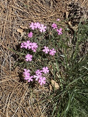 Phlox woodhousei