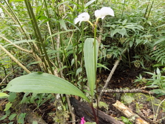 Govenia liliacea