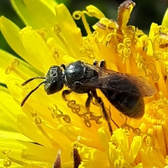 Lasioglossum laevissimum