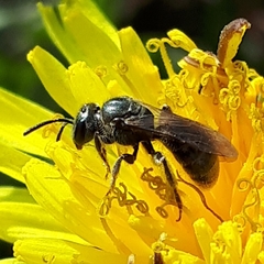 Lasioglossum laevissimum