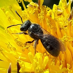 Lasioglossum laevissimum
