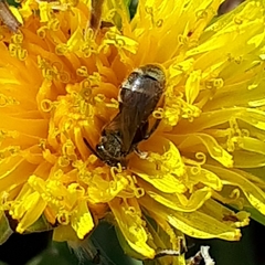 Lasioglossum laevissimum