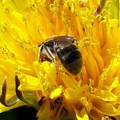 Lasioglossum laevissimum