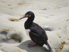 Leucocarbo magellanicus