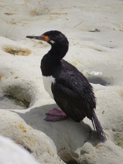 Leucocarbo magellanicus