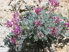 Astragalus malacus