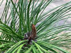 Pinus × sondereggeri