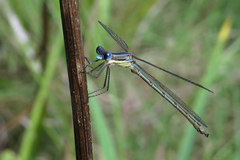 Lestes undulatus