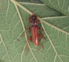 Ceresium sinicum ornaticolle