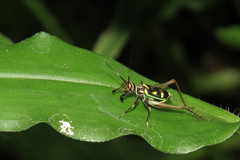 Phylloscyrtus amoenus
