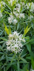Amsonia illustris