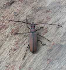 Aegolipton marginale