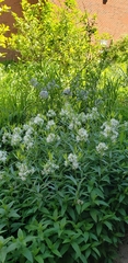 Amsonia illustris