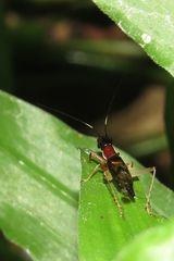 Cranistus colliurides