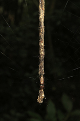 Cyclosa machadinho