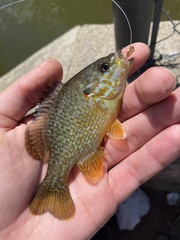 Lepomis gibbosus × cyanellus