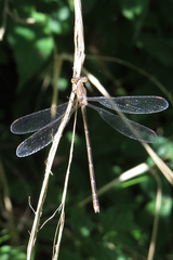 Lestes undulatus