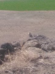 Salpinctes obsoletus