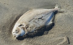 Trachinotus carolinus