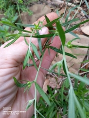 Lithospermum incisum