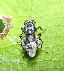 Euryneura