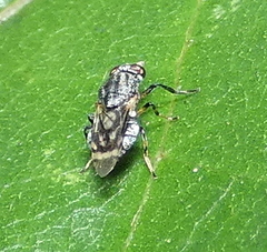 Euryneura
