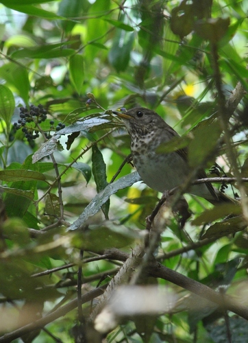 Bicknell's Thrush (Catharus bicknelli), photo 9