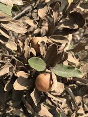 Quercus striatula