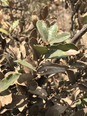 Quercus striatula