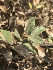 Quercus striatula